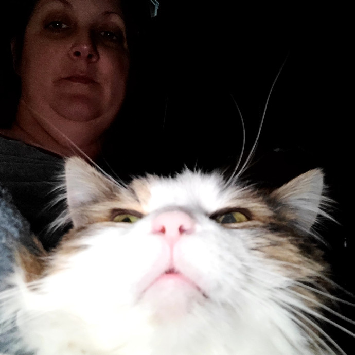Local Cat Whisperer For Your Kitty Needs