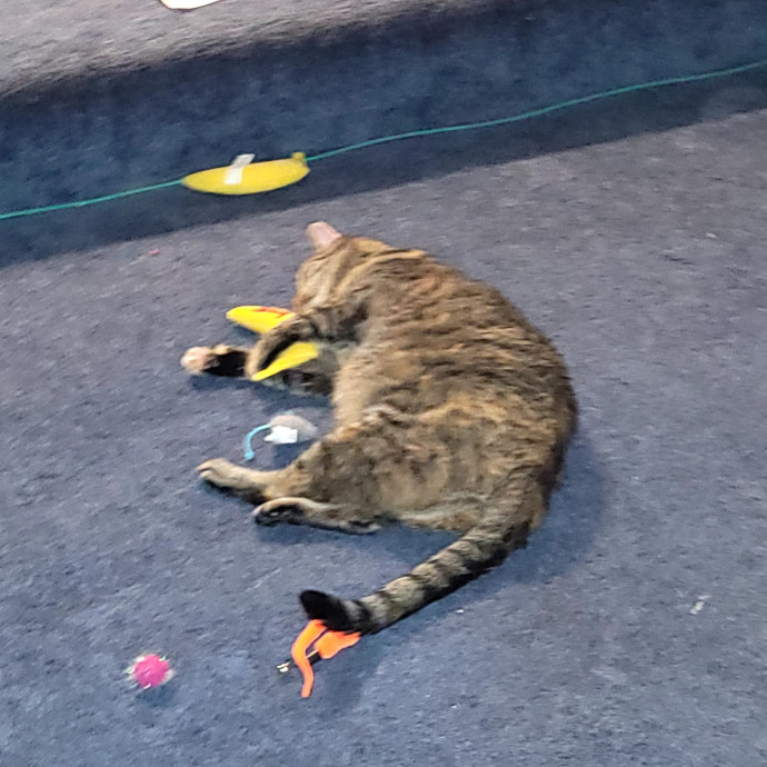 Local Cat Whisperer For Your Kitty Needs