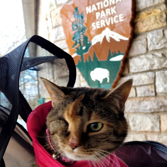 Local Cat Whisperer For Your Kitty Needs