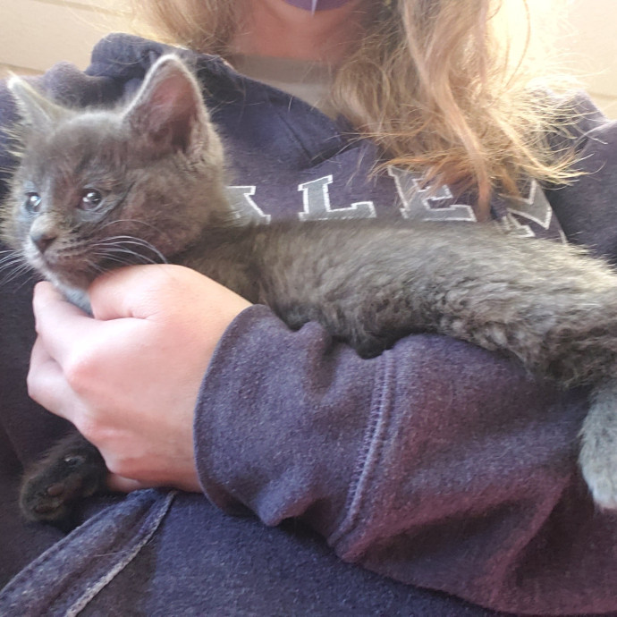 Local Cat Whisperer For Your Kitty Needs