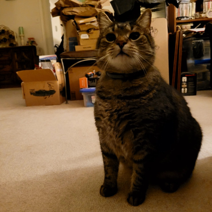 Local Cat Whisperer For Your Kitty Needs