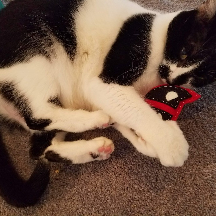 Your Kitties Next Purrtner-In-Crime