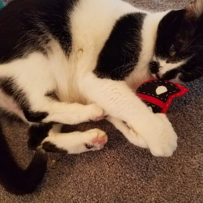 Your Kitties Next Purrtner-In-Crime