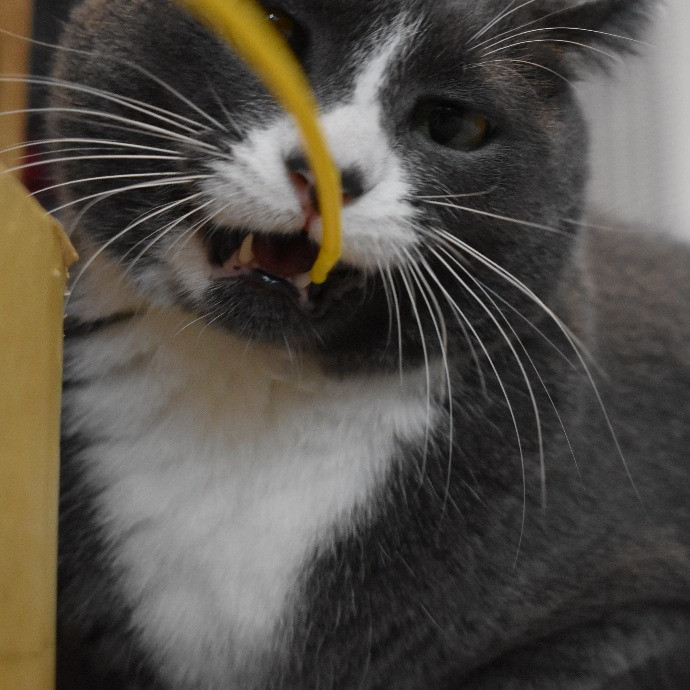 Your Kitties Next Purrtner-In-Crime