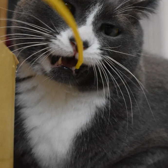 Your Kitties Next Purrtner-In-Crime