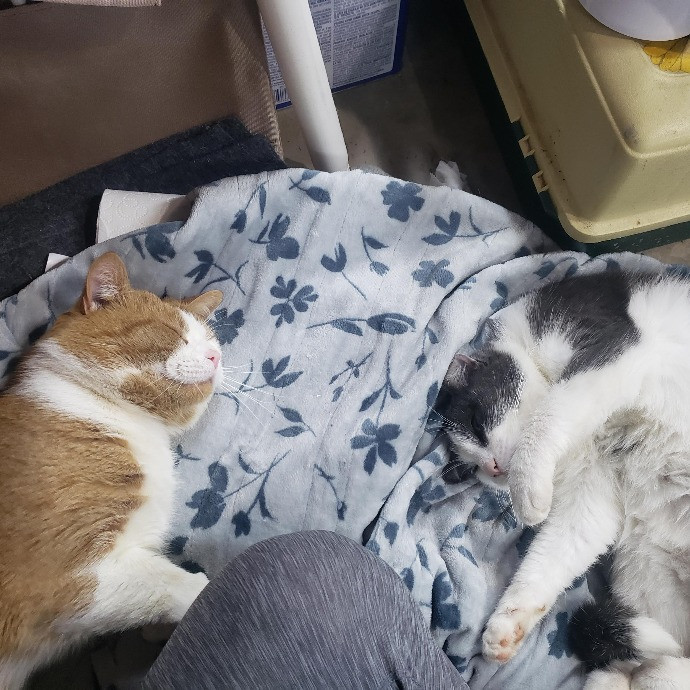 Your Kitties Next Purrtner-In-Crime