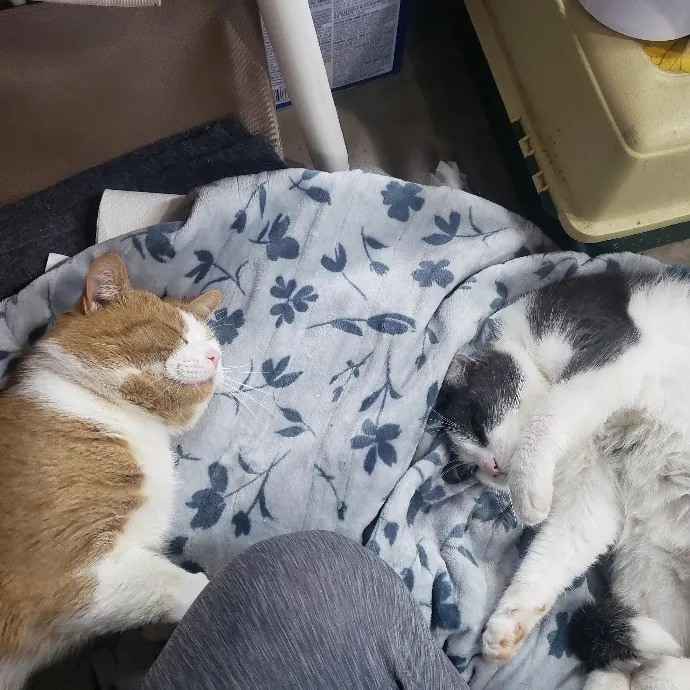 Your Kitties Next Purrtner-In-Crime