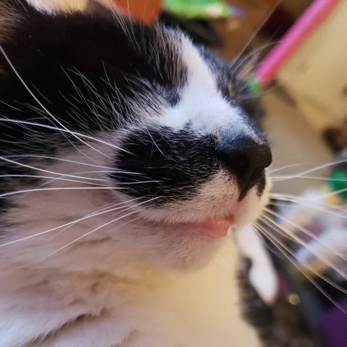 Your Kitties Next Purrtner-In-Crime