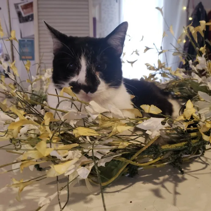 Your Kitties Next Purrtner-In-Crime