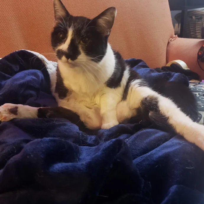 Your Kitties Next Purrtner-In-Crime