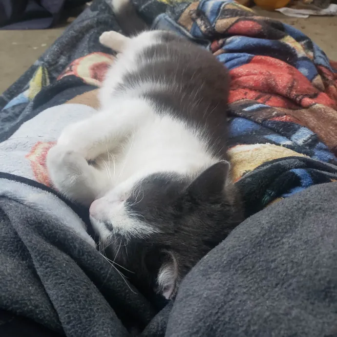 Your Kitties Next Purrtner-In-Crime