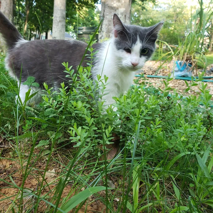 Your Kitties Next Purrtner-In-Crime