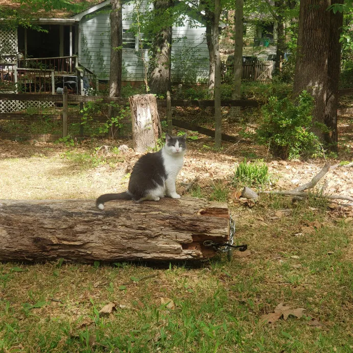 Your Kitties Next Purrtner-In-Crime