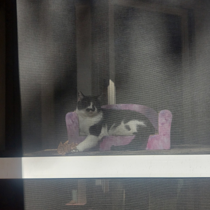 Your Kitties Next Purrtner-In-Crime