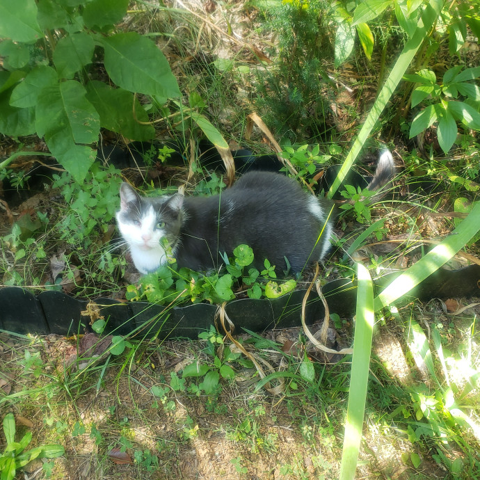 Your Kitties Next Purrtner-In-Crime