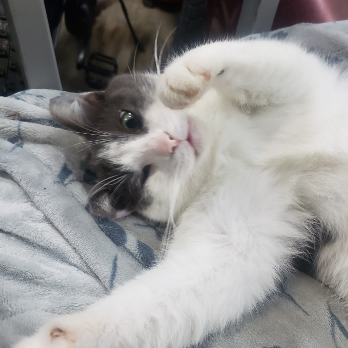 Your Kitties Next Purrtner-In-Crime photo 3