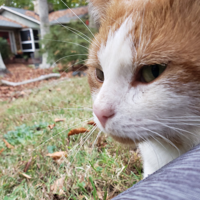 Your Kitties Next Purrtner-In-Crime photo 2
