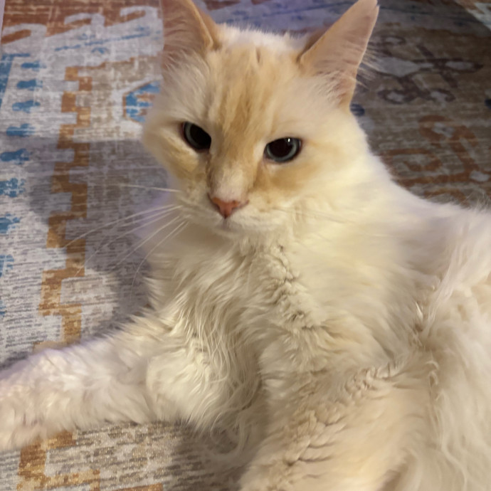 5 Star Kitty Concierge Cat Sitter