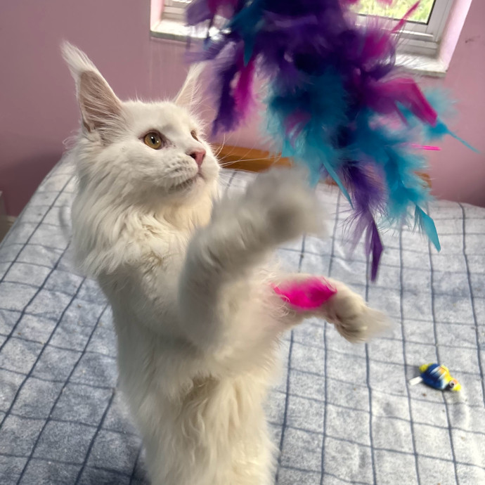 5 Star Kitty Concierge Cat Sitter