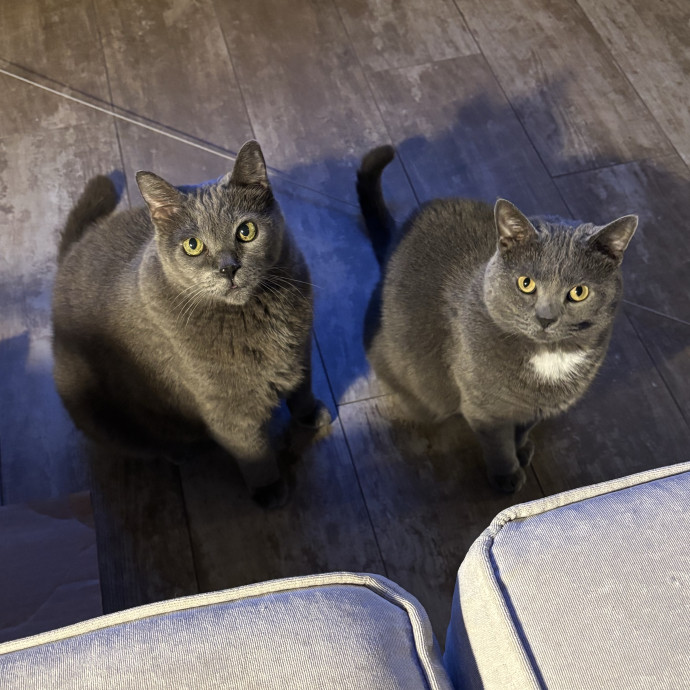 5 Star Kitty Concierge Cat Sitter