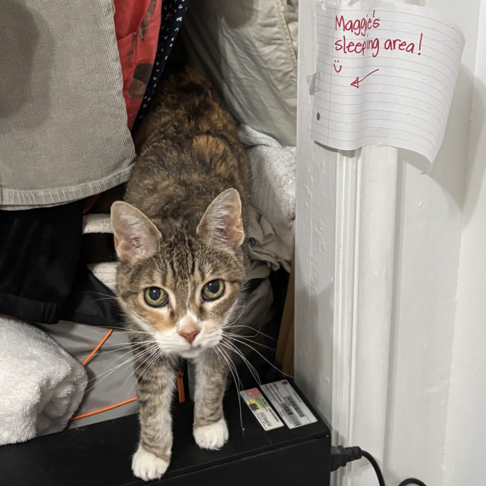 5 Star Kitty Concierge Cat Sitter