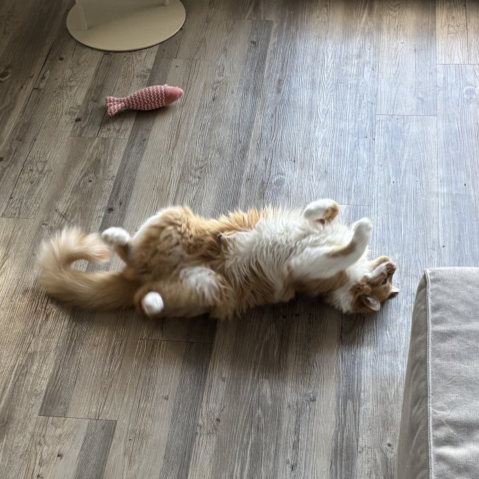 5 Star Kitty Concierge Cat Sitter photo 3