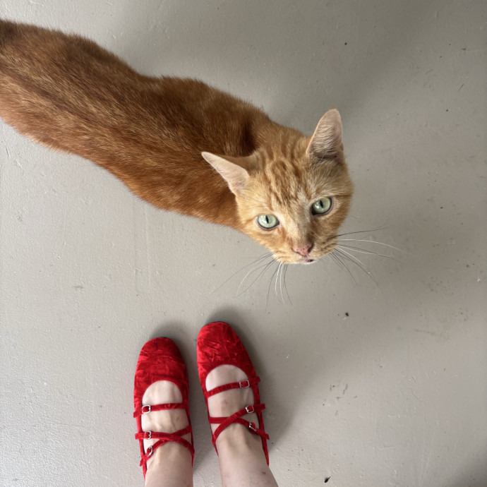 5 Star Kitty Concierge Cat Sitter photo 2