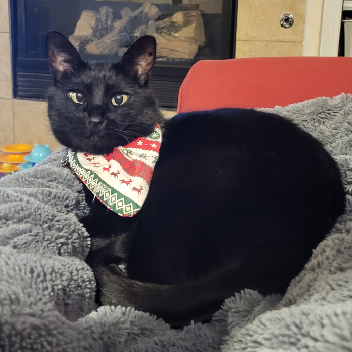 Purrrrfect Friend For Your Beloved Kitty photo 2