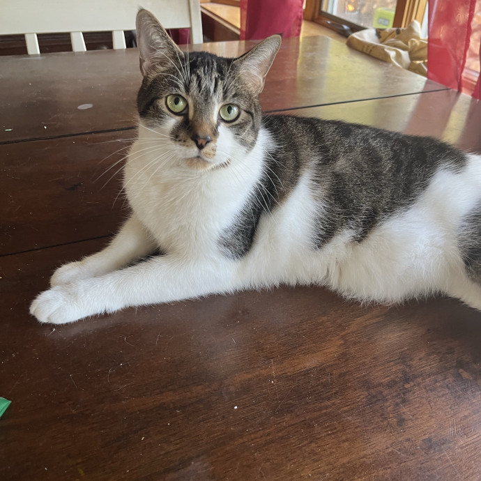 Feline Friendly Mature Experienced  Lady