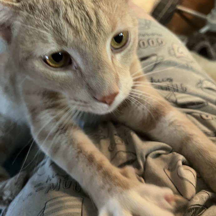 Feline Friendly Mature Experienced  Lady