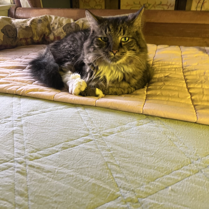 Feline Friendly Mature Experienced  Lady