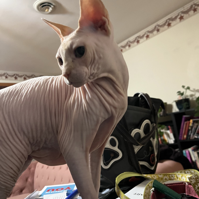 Feline Friendly Mature Experienced  Lady