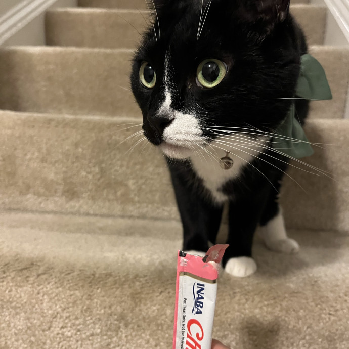 Feline Friendly Mature Experienced  Lady