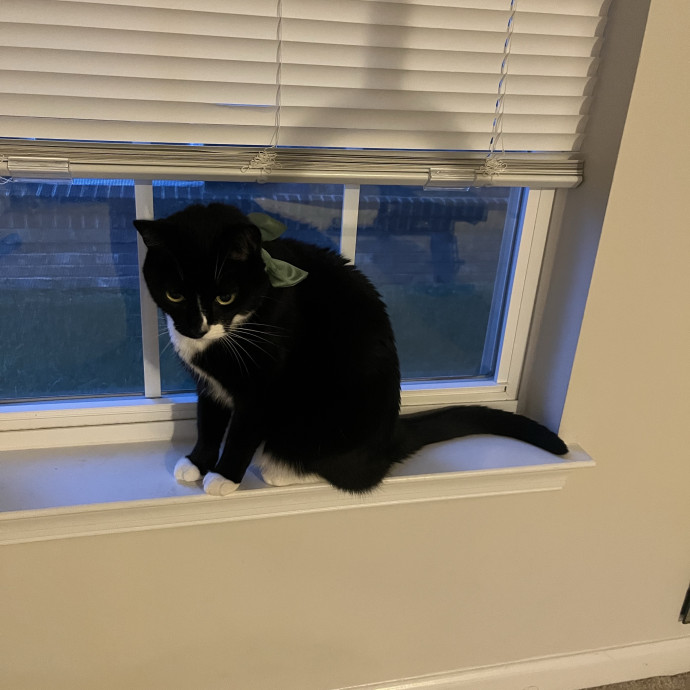 Feline Friendly Mature Experienced  Lady photo 3