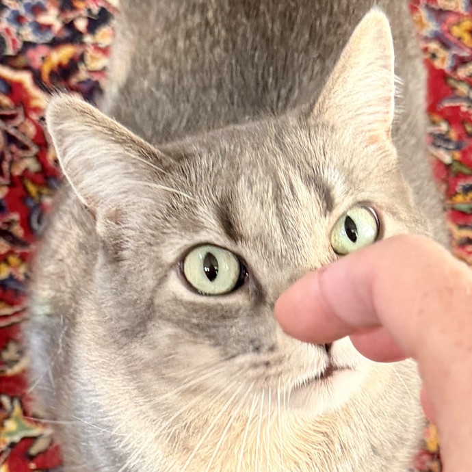Friendly Experienced Cat Sitter-Dmv Area