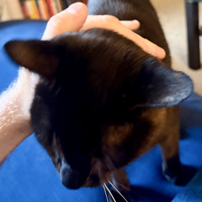 Friendly Experienced Cat Sitter-Dmv Area