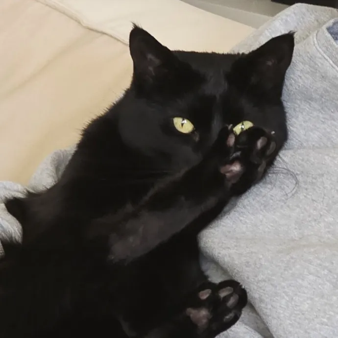 Loving Care For Your Kitty photo 2