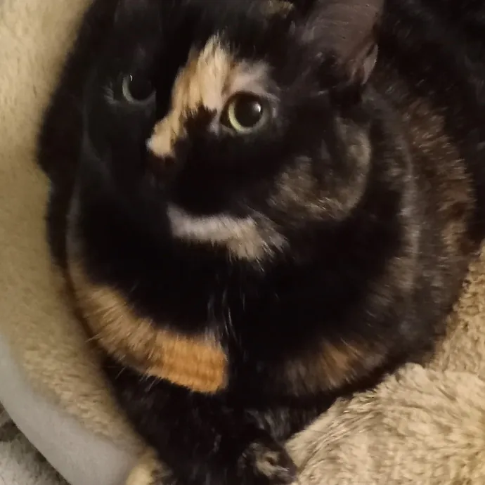 Auntie Allison The Cat Sitter Concierge