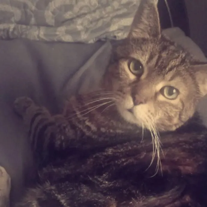 Auntie Allison The Cat Sitter Concierge