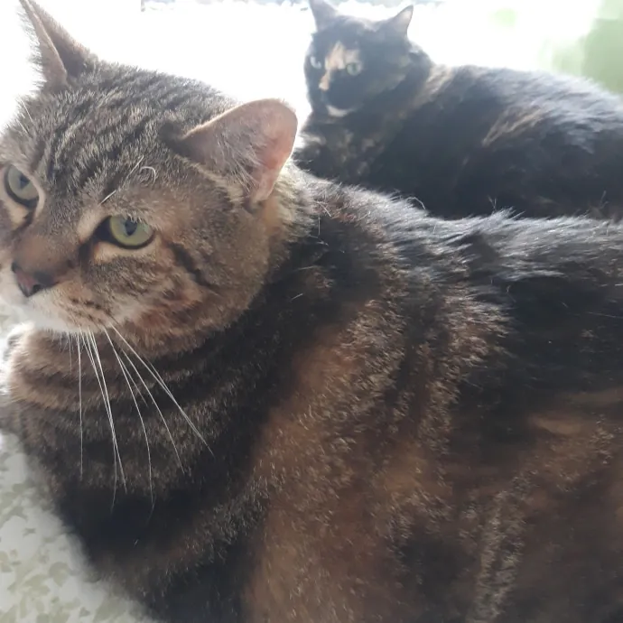 Auntie Allison The Cat Sitter Concierge photo 4