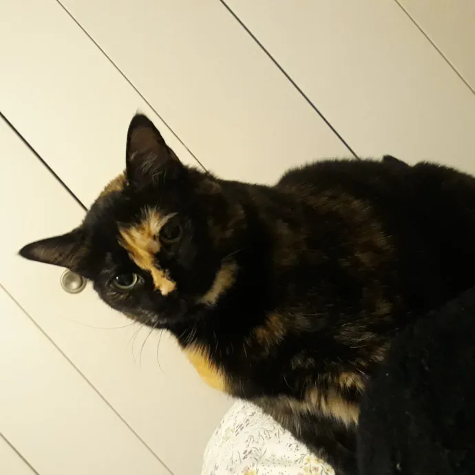 Auntie Allison The Cat Sitter Concierge photo 3