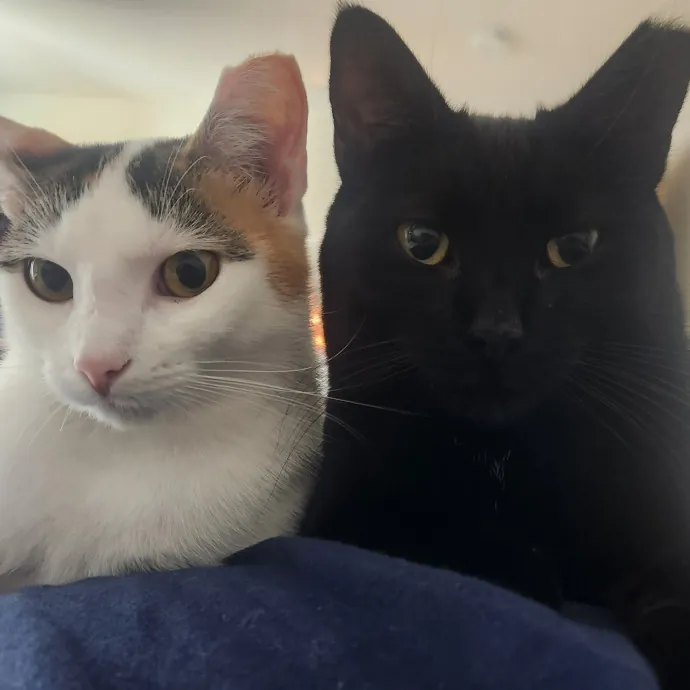 Auntie Allison The Cat Sitter Concierge