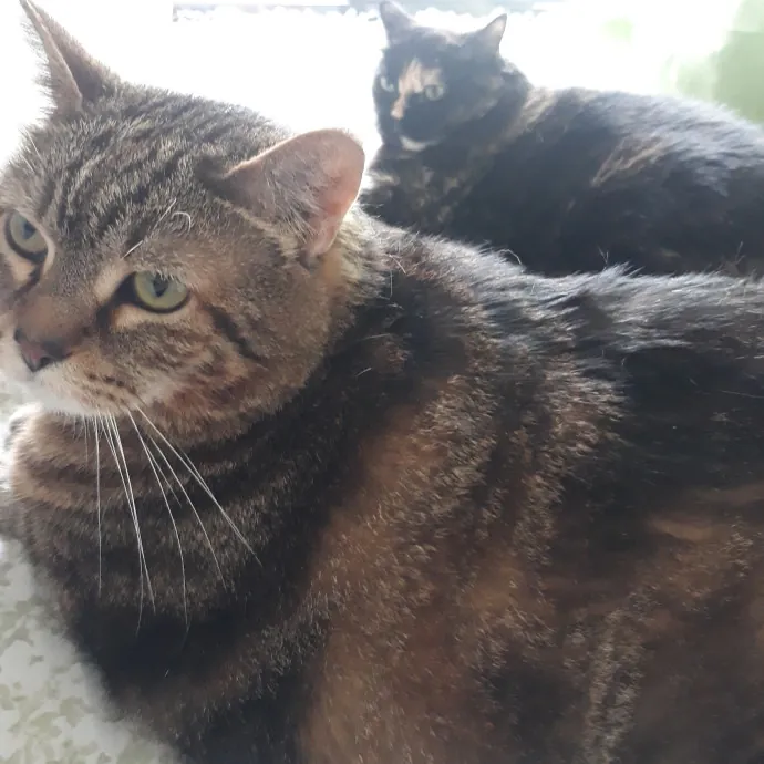 Auntie Allison The Cat Sitter Concierge