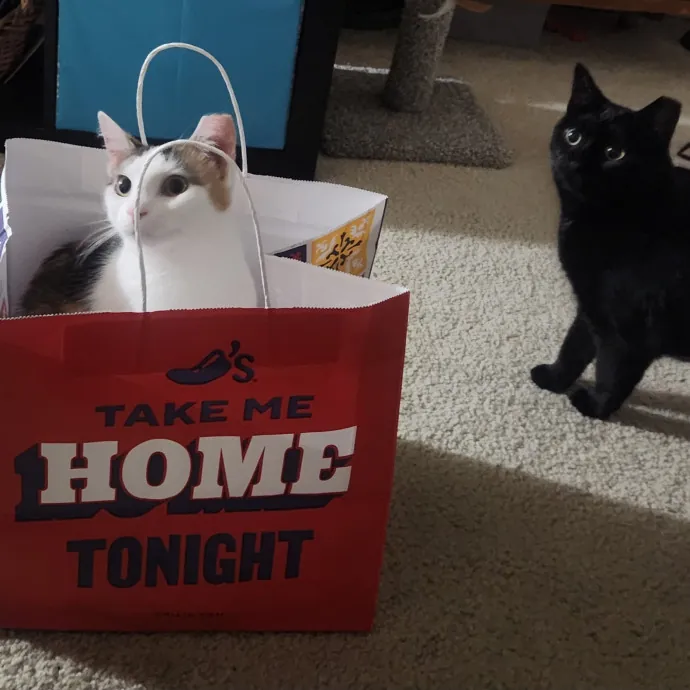 Auntie Allison The Cat Sitter Concierge