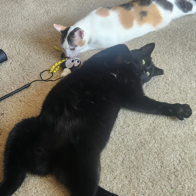 Auntie Allison The Cat Sitter Concierge photo 2