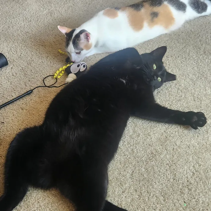 Auntie Allison The Cat Sitter Concierge photo 2