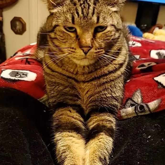 Monika's Marvelous Cat Sitting