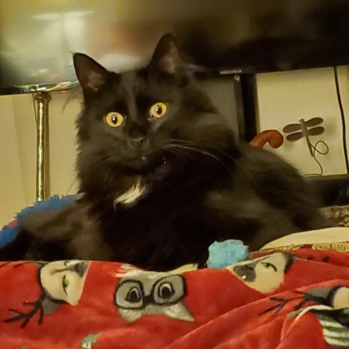 Monika's Marvelous Cat Sitting