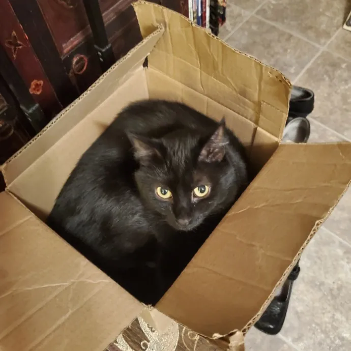 Monika's Marvelous Cat Sitting