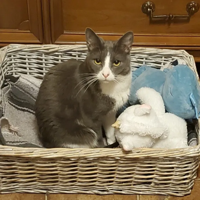 Monika's Marvelous Cat Sitting